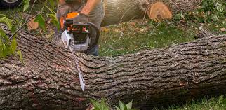 Best Emergency Tree Removal  in Superior, CO