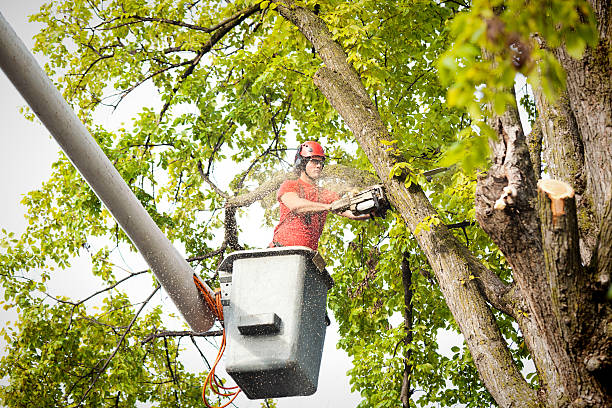 Best Tree Maintenance Programs  in Superior, CO