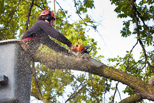 Best Seasonal Cleanup (Spring/Fall)  in Superior, CO