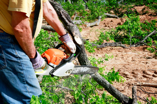 Best Commercial Tree Services  in Superior, CO